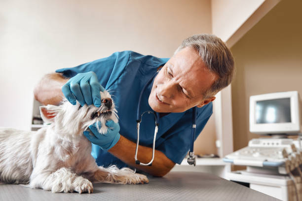Best Emergency Care for Gum Disease in Chester, NY